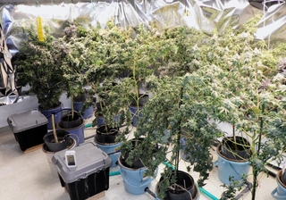 逮捕したグループが栽培していた疑いのある大量の大麻＝２０２４年９月、兵庫県警提供