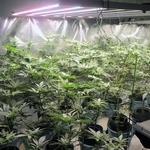 逮捕したグループが栽培していた疑いのある大量の大麻＝２０２４年９月、兵庫県警提供