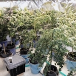 逮捕したグループが栽培していた疑いのある大量の大麻＝２０２４年９月、兵庫県警提供