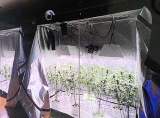 川西市内にある建物の一室で栽培されている大麻草＝兵庫県警提供