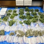 兵庫県警が拠点から押収した大麻草や乾燥大麻の一部＝県警提供