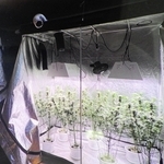 川西市内にある建物の一室で栽培されている大麻草＝兵庫県警提供