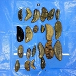 密漁されたナマコ（姫路海上保安部提供）