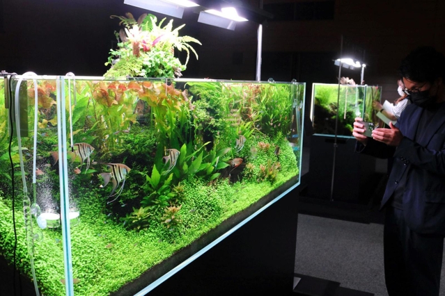 水草や流木で色鮮やかに彩られた水槽