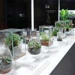 コケなどをガラス容器にあしらったテラリウムの展示