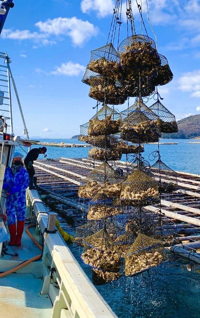 付着物を掃除した後に海中につり直す「活け込み」を終えて水揚げされるカキ＝たつの市御津町室津沖