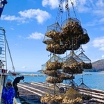 付着物を掃除した後に海中につり直す「活け込み」を終えて水揚げされるカキ＝たつの市御津町室津沖