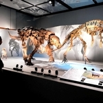 最新のデータに基づいて再現された恐竜の骨格標本＝大阪市中央区難波５