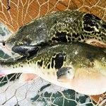 淡路島３年とらふぐ