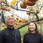 よく熟れたナシを見上げる（左から）松下勇人さんと明美さん＝神戸市西区押部谷町高和