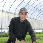 キクナを有機栽培で育てる中末智己さん＝丹波篠山市大山上