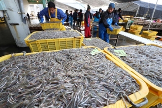 昨年の漁解禁日、イカナゴのシンコが次々に港に届けられた＝２０２３年３月４日、姫路市白浜町の妻鹿漁港