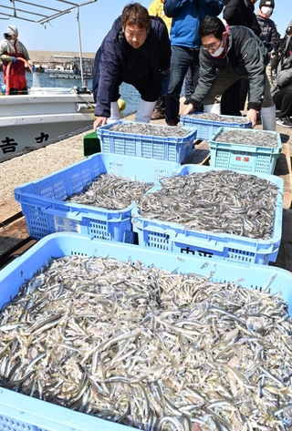 水揚げされたイカナゴ＝１１日午前、明石市林３、林崎漁港（撮影・斎藤雅志）