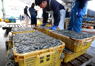 次々と水揚げされるイカナゴのシンコ＝１１日午前、姫路市白浜町の妻鹿漁港（撮影・辰巳直之）