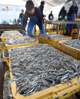 次々と水揚げされるイカナゴのシンコ＝１１日午前、姫路市白浜町の妻鹿漁港（撮影・辰巳直之）