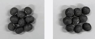 「兵系黒６号」（左）と「兵系黒３号」（兵庫県立農林水産技術総合センター提供）