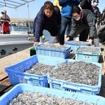 水揚げされたイカナゴ＝１１日午前、明石市林３、林崎漁港（撮影・斎藤雅志）
