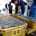 次々と水揚げされるイカナゴのシンコ＝１１日午前、姫路市白浜町の妻鹿漁港（撮影・辰巳直之）