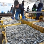 次々と水揚げされるイカナゴのシンコ＝１１日午前、姫路市白浜町の妻鹿漁港（撮影・辰巳直之）