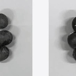 「兵系黒６号」（左）と「兵系黒３号」（兵庫県立農林水産技術総合センター提供）