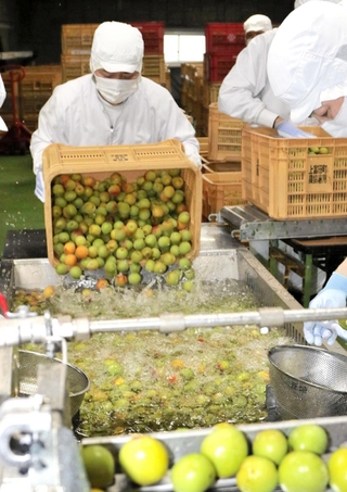 仕込み水で入荷したばかりの梅を洗う従業員たち＝神戸市東灘区住吉南町５