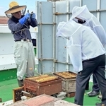 ホテル敷地内に巣箱を設置し、養蜂に取り組むスタッフら＝神戸ポートピアホテル（同ホテル提供）