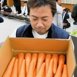 干拓地「成山新田」で今年収穫されたニンジン＝たつの市御津町苅屋