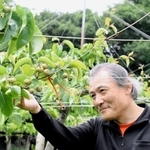 ナシの生育状況を確認する高和第一生産組合の川本貴行理事＝神戸市西区押部谷町高和