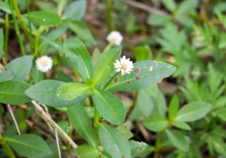 ４～10月に咲くナガエツルノゲイトウの花（環境省提供）