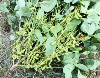 黒大豆枝豆「ひかり姫」。さやに茶色の斑点ができるウイルス病への耐性がある（兵庫県立農林水産技術総合センター提供）