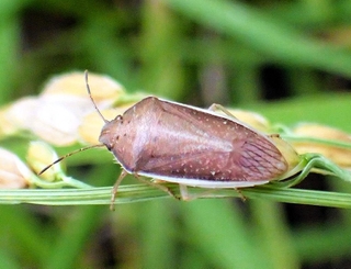 イネカメムシの成虫（兵庫県病害虫防除所提供）