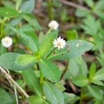 ４～10月に咲くナガエツルノゲイトウの花（環境省提供）