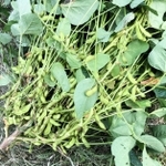 黒大豆枝豆「ひかり姫」。さやに茶色の斑点ができるウイルス病への耐性がある（兵庫県立農林水産技術総合センター提供）