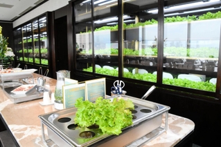 壁際のショーケースでリーフレタスなどを育て、提供するレストラン＝神戸市東灘区向洋町中２、ホテルプラザ神戸