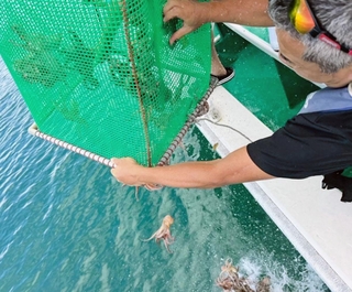子ダコを放流する漁業者ら＝垂水漁港沖（神戸市漁業協同組合釣船協議会提供）