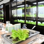 壁際のショーケースでリーフレタスなどを育て、提供するレストラン＝神戸市東灘区向洋町中２、ホテルプラザ神戸