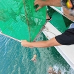 子ダコを放流する漁業者ら＝垂水漁港沖（神戸市漁業協同組合釣船協議会提供）