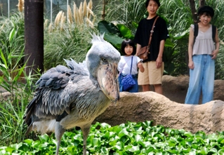 園の目玉になっているハシビロコウ。来園者は増加傾向で年間目標を近く１００万人に引き上げるという＝２０１９年６月、神戸市中央区港島南町７、神戸どうぶつ王国