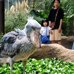 園の目玉になっているハシビロコウ。来園者は増加傾向で年間目標を近く１００万人に引き上げるという＝２０１９年６月、神戸市中央区港島南町７、神戸どうぶつ王国