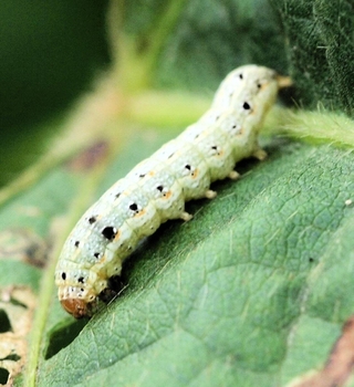 ハスモンヨトウの幼虫（兵庫県病害虫防除所提供）