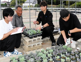 竹チップを混ぜたハボタンの生育状況を確認する神戸学院大の菊川裕幸講師（右から２人目）と三浦一成さん（同３人目）、同大の学生たち＝神戸市西区伊川谷町上脇