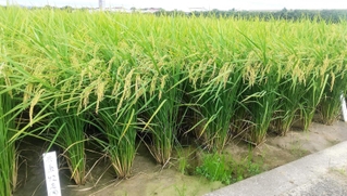 兵庫県立農林水産技術総合センターで試験栽培される主食用米のオリジナル品種＝昨年８月、加西市別府町（兵庫県提供）