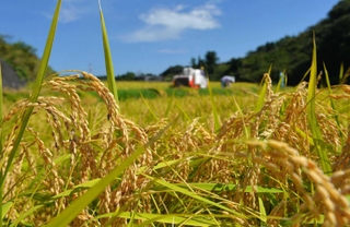 豊かに実った山田錦の稲穂＝三木市内