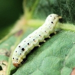 ハスモンヨトウの幼虫（兵庫県病害虫防除所提供）