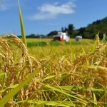 豊かに実った山田錦の稲穂＝三木市内