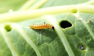 オオタバコガの幼虫＝加西市別府町（兵庫県病害虫防除所提供）
