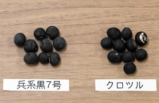 新たに開発した黒大豆「兵系黒７号」（左）と在来品種の「クロツル」
