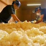 新酒の仕込み作業をする蔵人たち。丁寧な仕事が伝統として受け継がれてきた＝２０２３年、丹波篠山市