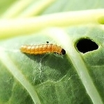 オオタバコガの幼虫＝加西市別府町（兵庫県病害虫防除所提供）