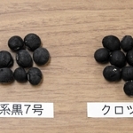 新たに開発した黒大豆「兵系黒７号」（左）と在来品種の「クロツル」